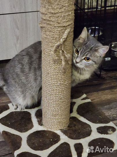 Шотландская