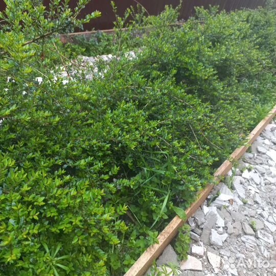 Вечнозеленые саженцы кустарников