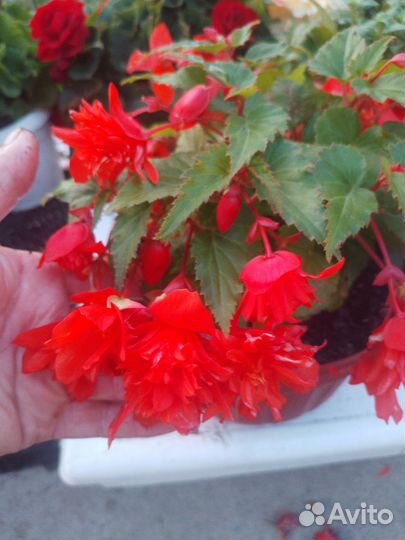 Черенки бегонии элатиор,белекония