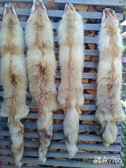 Шкура лисы