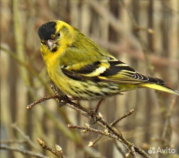 Чиж, щегол, зеленушка и т.д