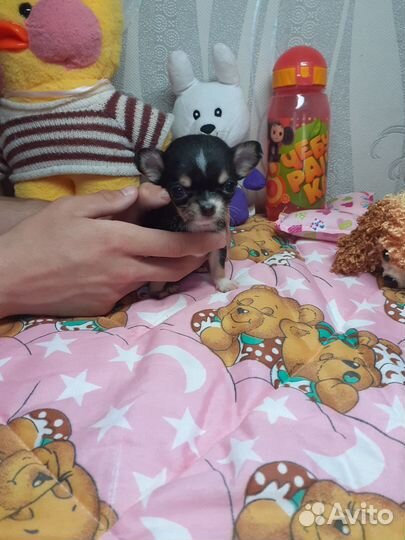 Чихуахуа микро
