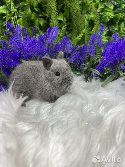 Кролики ручные Царские