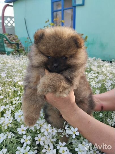 Щенки померанского мини шпица лисьего типа