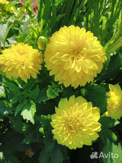 Вегетативные георгины/ низкорослые