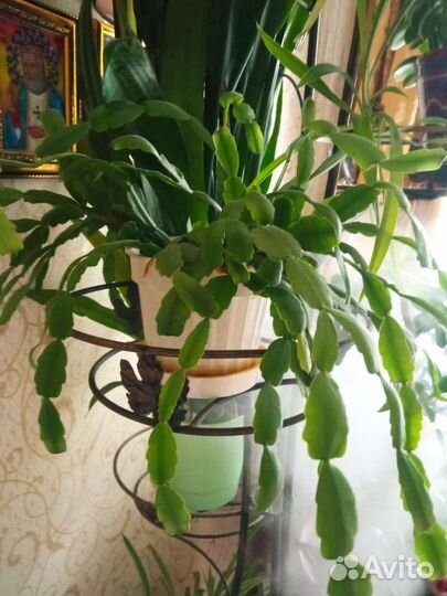 Цветок декабрист