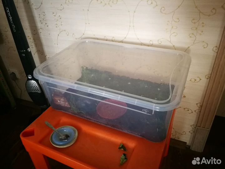 Гигантские Африканские Улитки Ахатины