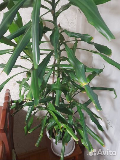 Комнатные растения цветы