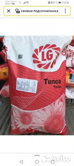 Семена подсолнечника