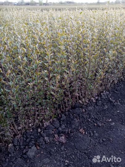 Кизильник блестящий