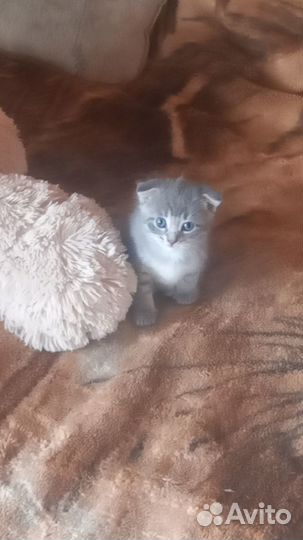 Отдам кошечку даром