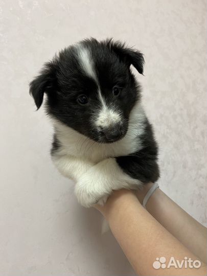 Щенки шелти