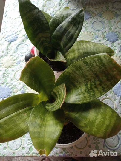 Сансевиерия