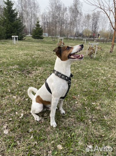 Джек Рассел терьер. Вязка