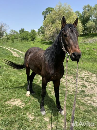 Карачаевский жеребец