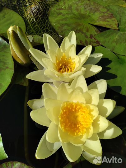 Водные лилии, нимфеи