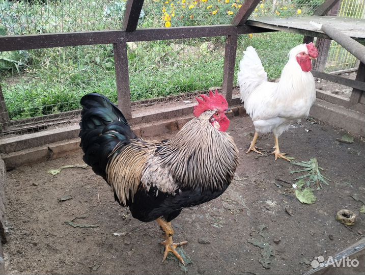 Продам петуха