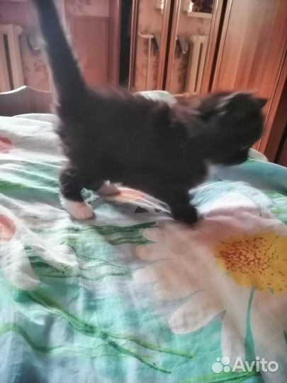 Кошка в дар бесплатно