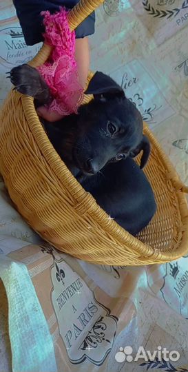 Маленькая девочка щенок ищет дом