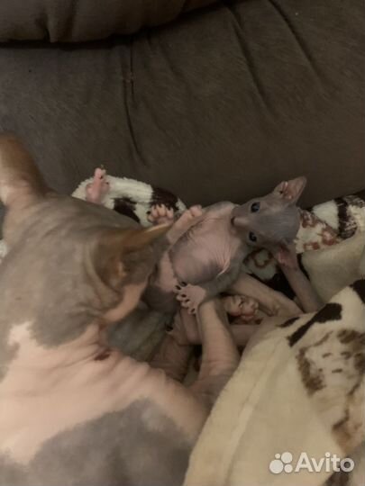 Донской сфинкс котята