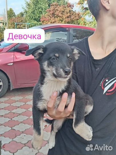 Щенок в добрые руки