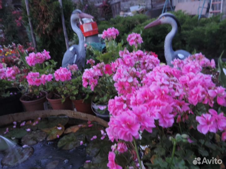 Герань (пеларгония) розовая махровая