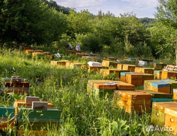 Мёд 24 года натуральный опт