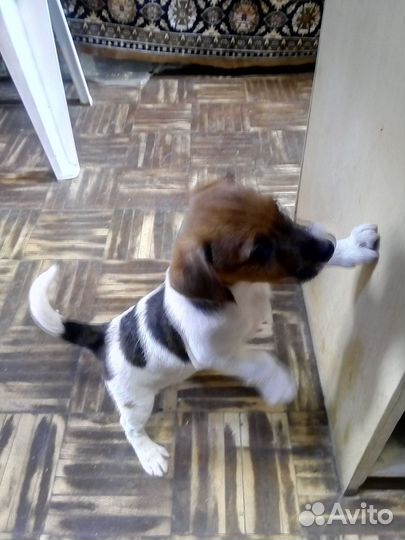 Щенки джек рассел терьер брокен и джойстики