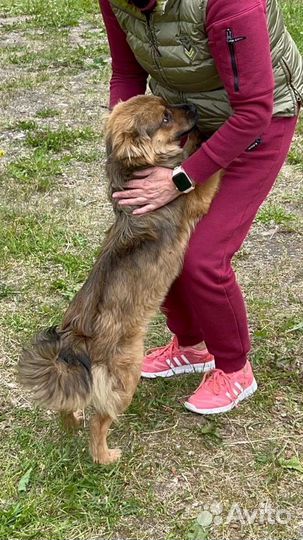 Диванный пушистик