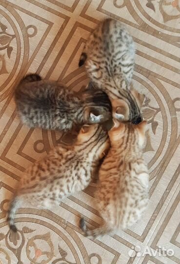 Котята шотландской породы