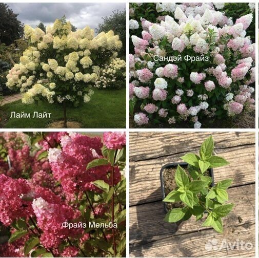 Гортензия метельчатая