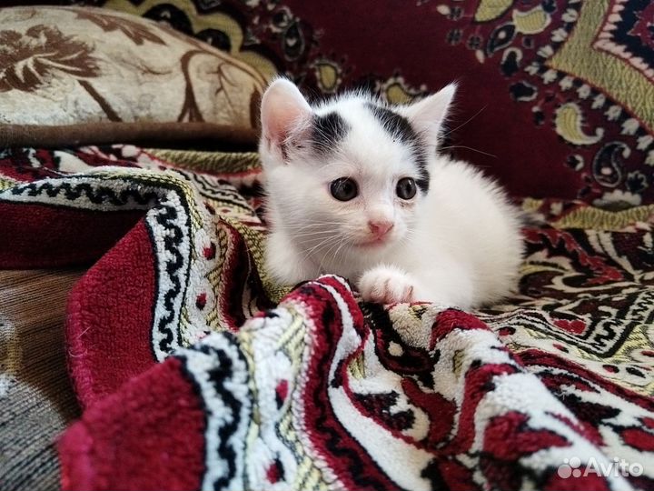 Кошка в дар бесплатно