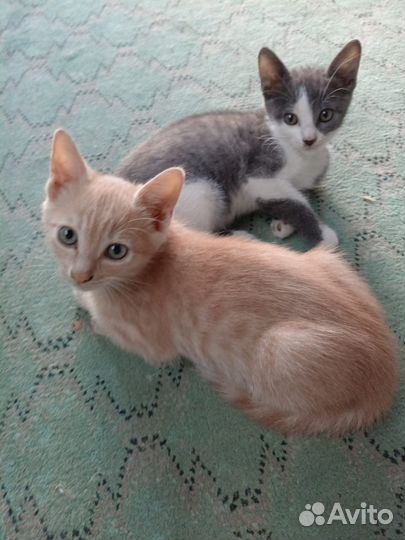 Малышки в добрые руки