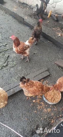 Куры несушки