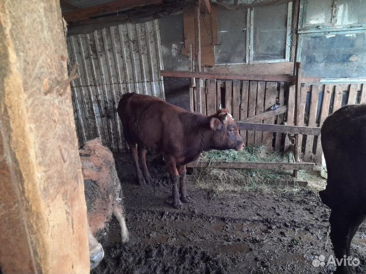 3 быка, 2 тёлки