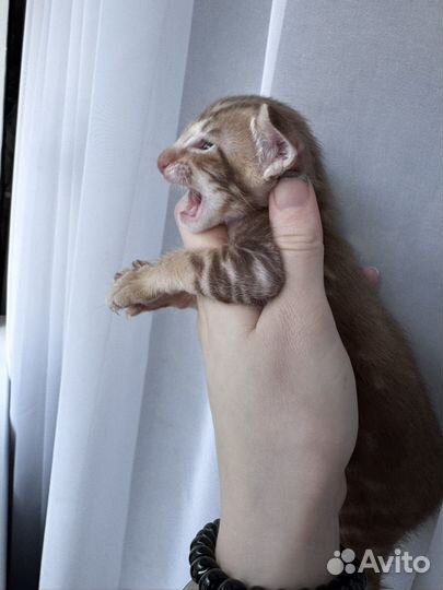 Ориентальные котята