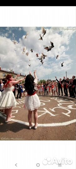 Белые голубь на свадьбу