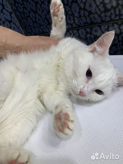 Голубоглазка