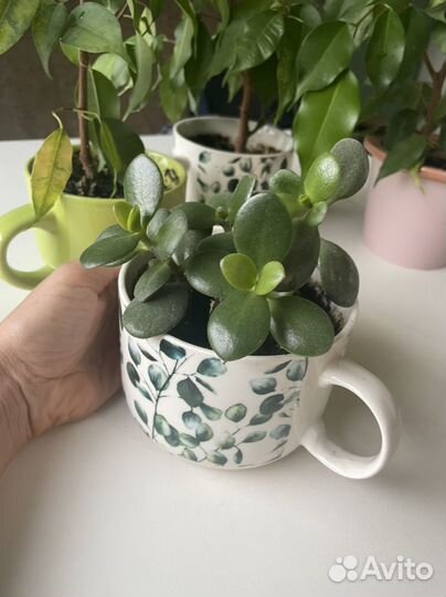 Фикус толстянка