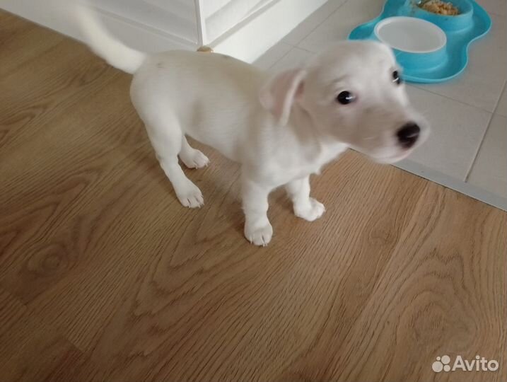 Щенки джек рассел терьер