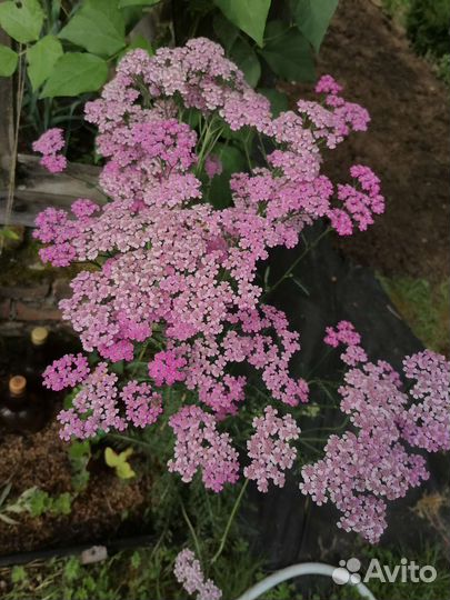 Тысячелистник