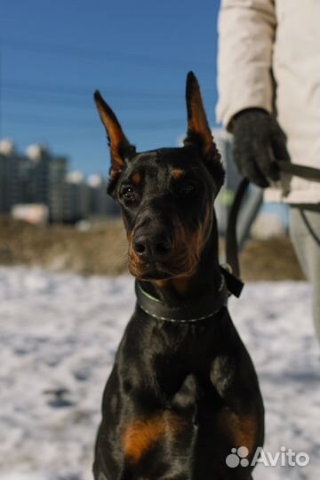 Фотосессия с доберманом