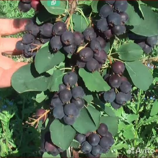 Саженцы вкусной Ирги