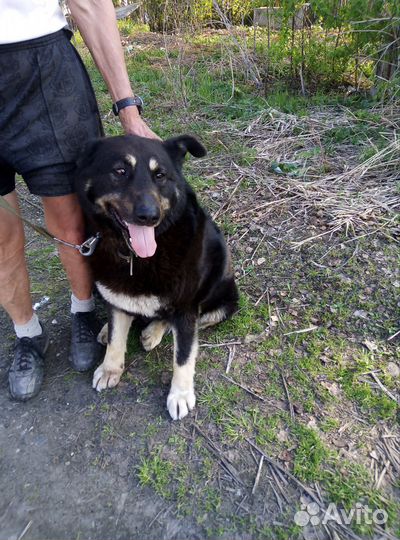 Собаку хорошим людям