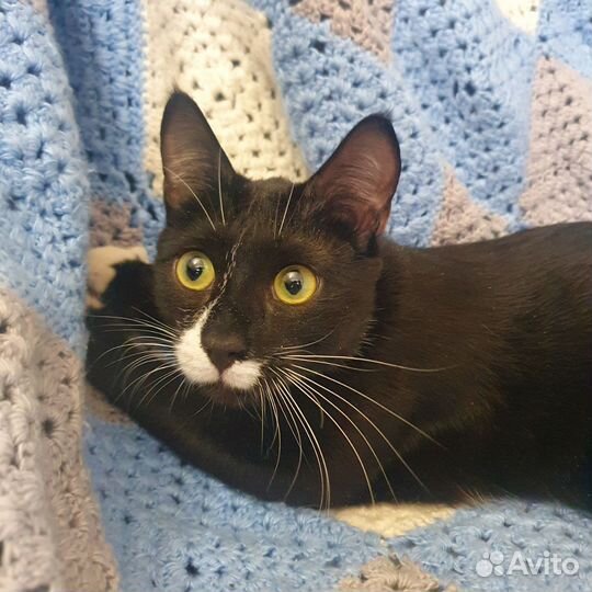 Кот Кузя Кузьма