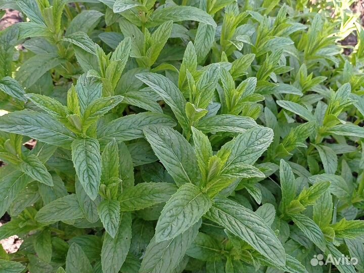 Душица(орегано), мелисса, мята, лаванда, эстрагон