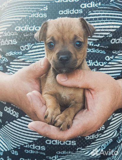 Цвергпинчер