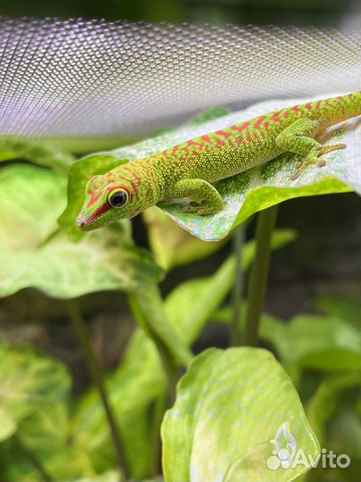 Зеленый геккон high red