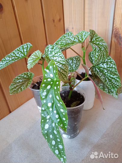 Комнатные цветы. Бегонии