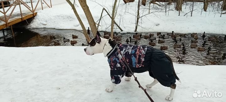 Вязка Амстафф